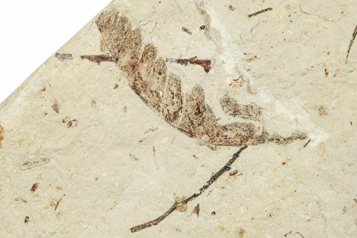 Fossil Leaf - France #254323